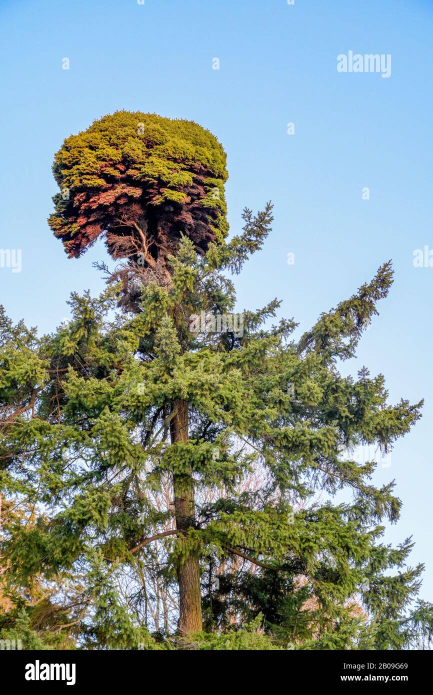 Brujas Broom, Douglas Fir Crown, Stanley Park, Vancouver, British Columbia, Canadá Foto de stock