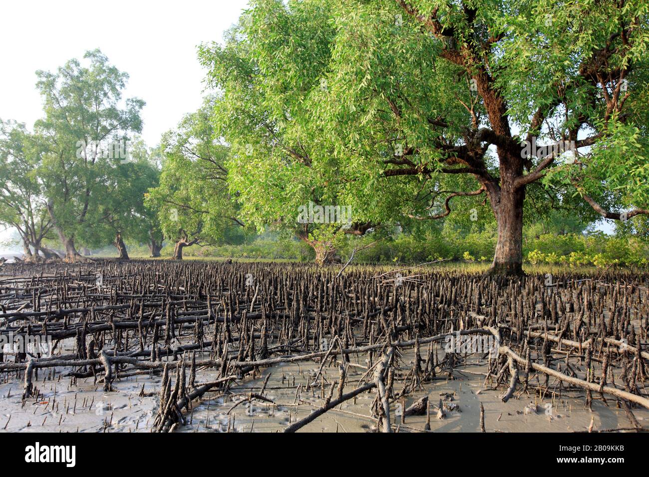 Sundarban, el bosque de manglares litorales más grande del mundo