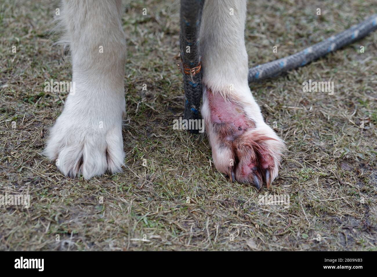 Perro enfermedad de la piel animal. Tratar la dermatitis del Retriever Dorado. Tratar la infección de dermatitis en la pierna. Foto de stock