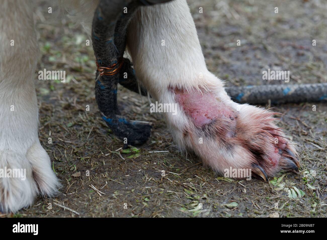 Perro enfermedad de la piel animal. Tratar la dermatitis del Retriever Dorado. Tratar la infección de dermatitis en la pierna. Foto de stock