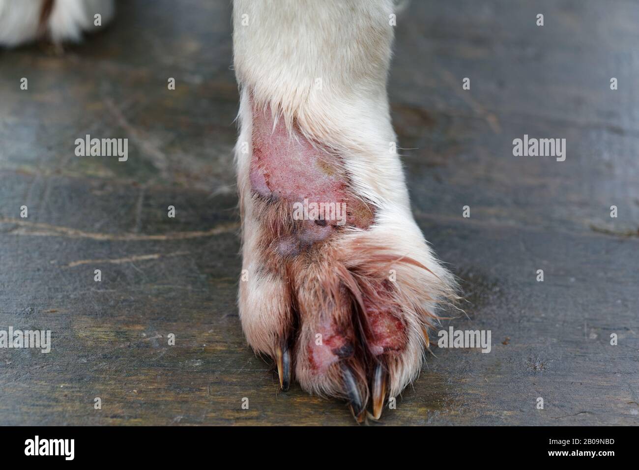 Perro enfermedad de la piel animal. Tratar la dermatitis del Retriever Dorado. Tratar la infección de dermatitis en la pierna. Foto de stock