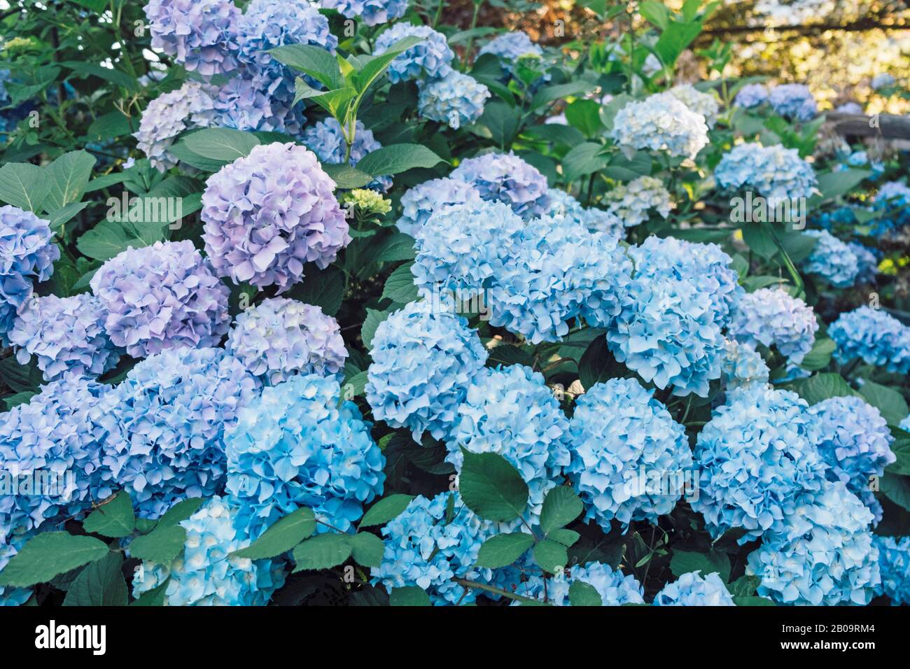 Hermosas flores de hortensia azul pastel floreciendo en el jardín  Fotografía de stock - Alamy