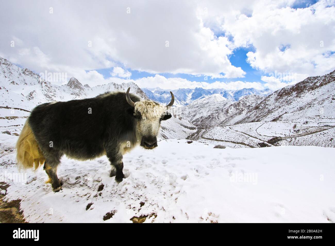 Doméstico Yak (Bos mutus gruniens), valle de Ulley. Himalaya. Ladakh, India Foto de stock