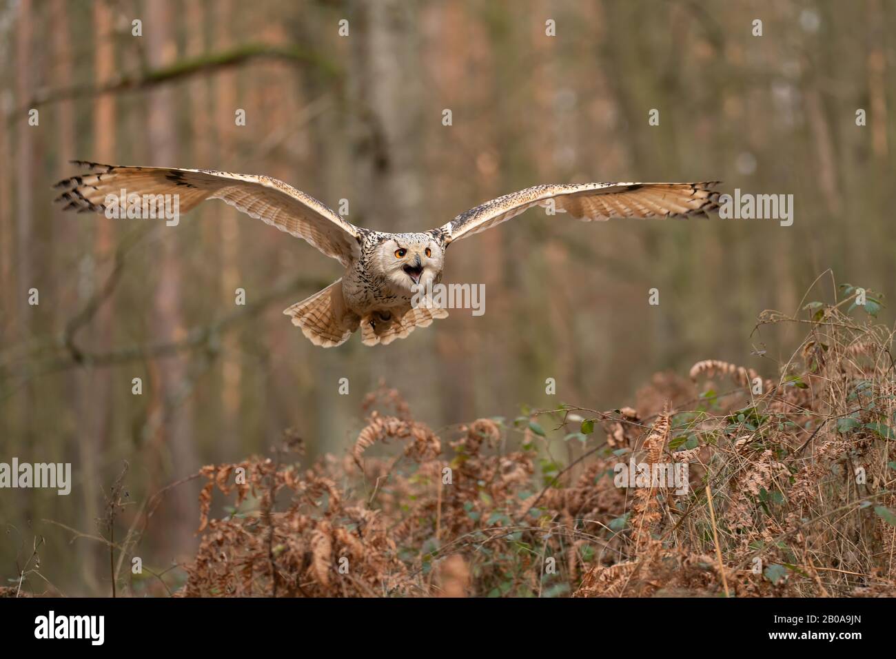 Búho de águila siberiana volando y gritando. Vista frontal. Foto de stock