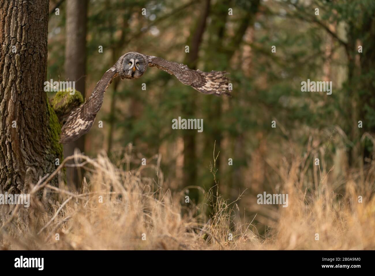 Gran búho gris volando por encima de la tierra de los árboles amarillos. Strix nebulosa Foto de stock