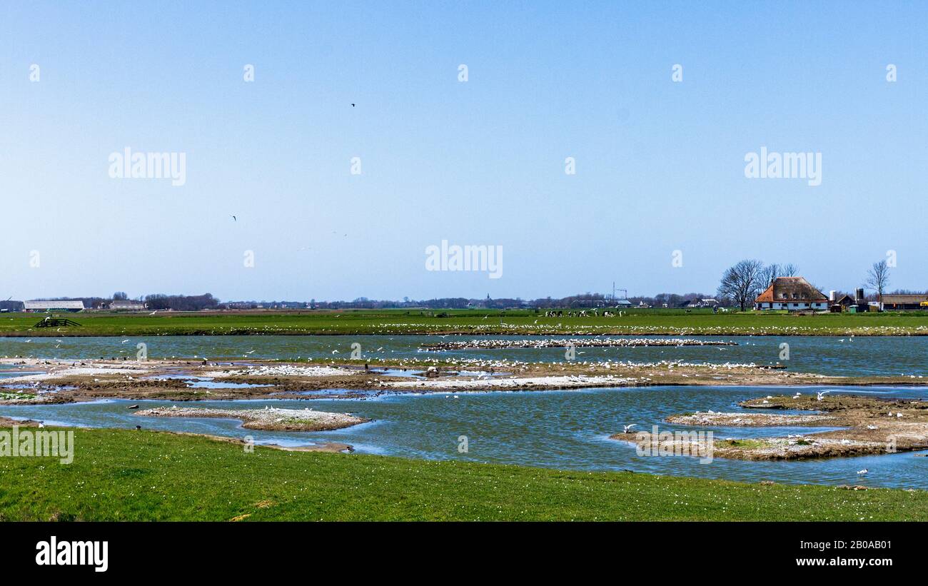 Santuario de aves Ottersaat, países Bajos, Texel Foto de stock