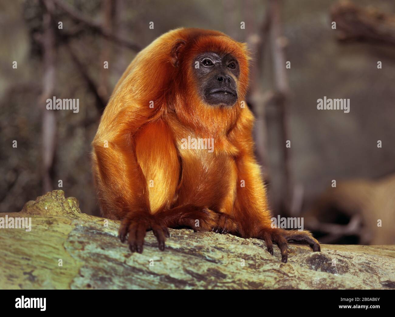Mono Howler Rojo (Alouatta ursina), sentado en una rama Foto de stock