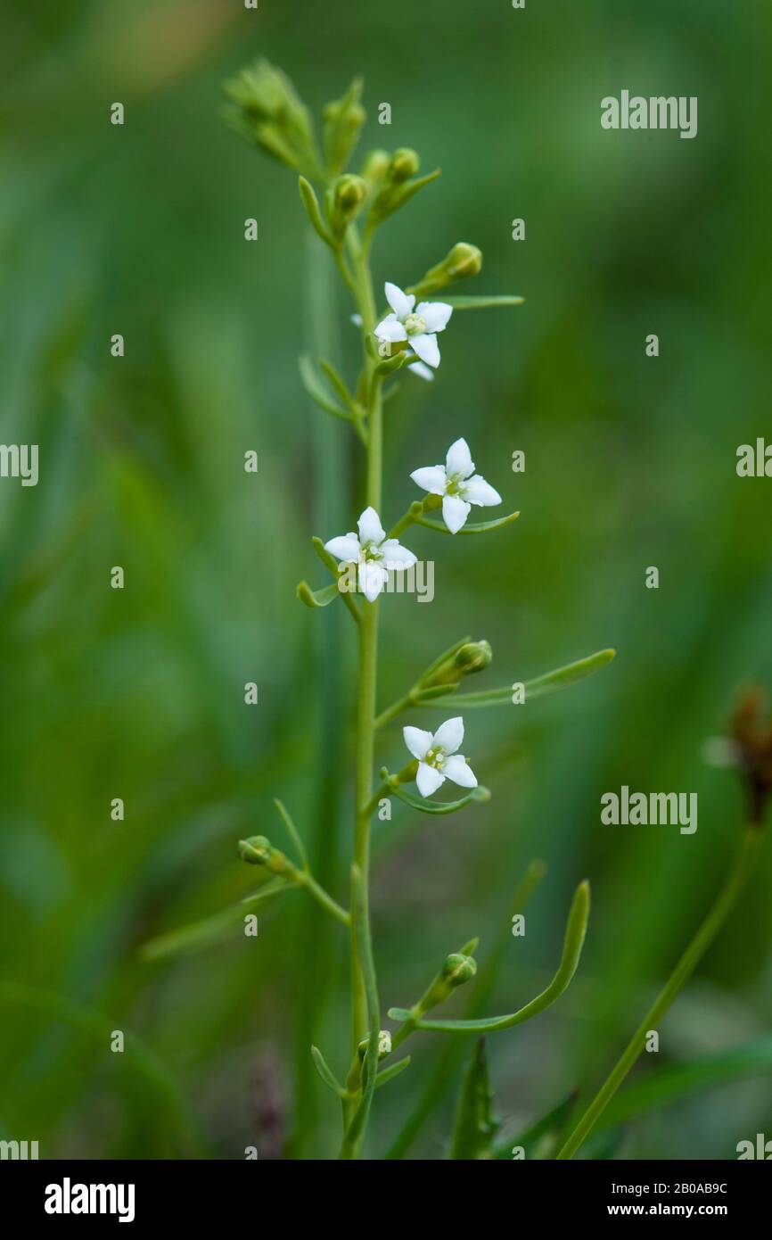 Lino de mezcalino alpino (Thesium alpinum), floración, Austria, Kleinwalsertal Foto de stock