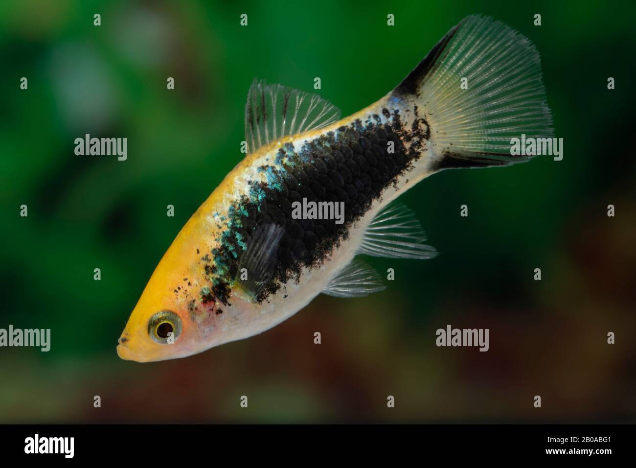 El pez de la plataforma del sur (Xiphorus maculatus), forma de cría Gelb Tuxedo Komet Foto de stock
