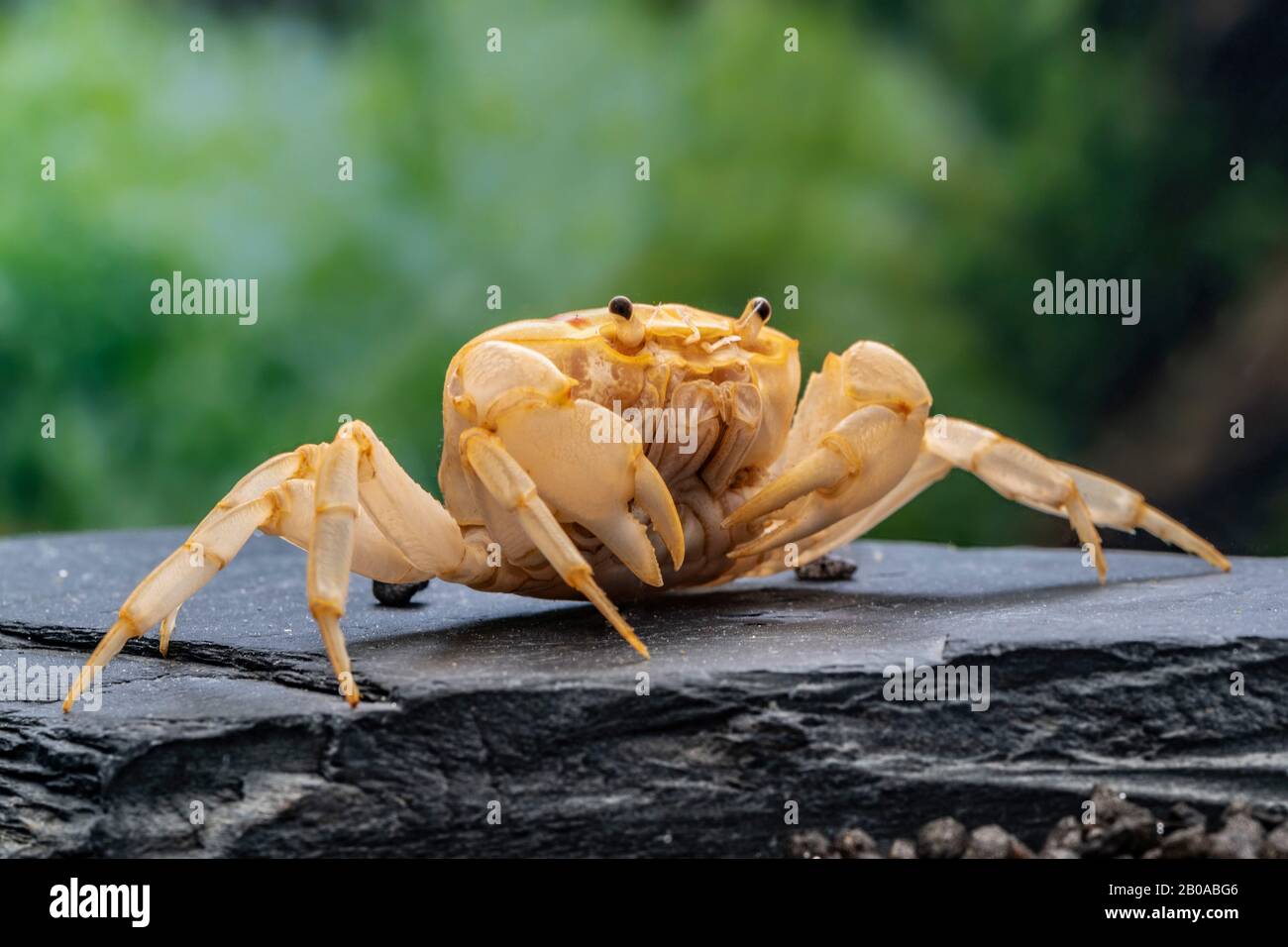 Fire-Crab (Holthuisana cf. Lipkei), sentado sobre una roca Foto de stock