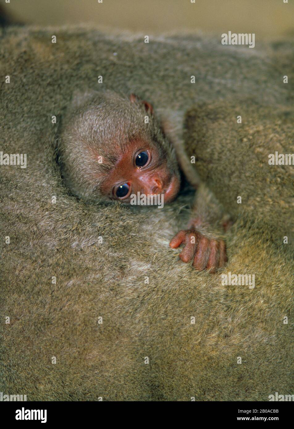 Mono de lana común, mono de lana de Humboldt, mono de lana marrón (Lagothrix lagotricha), mono bebé balbuceador, retrato Foto de stock