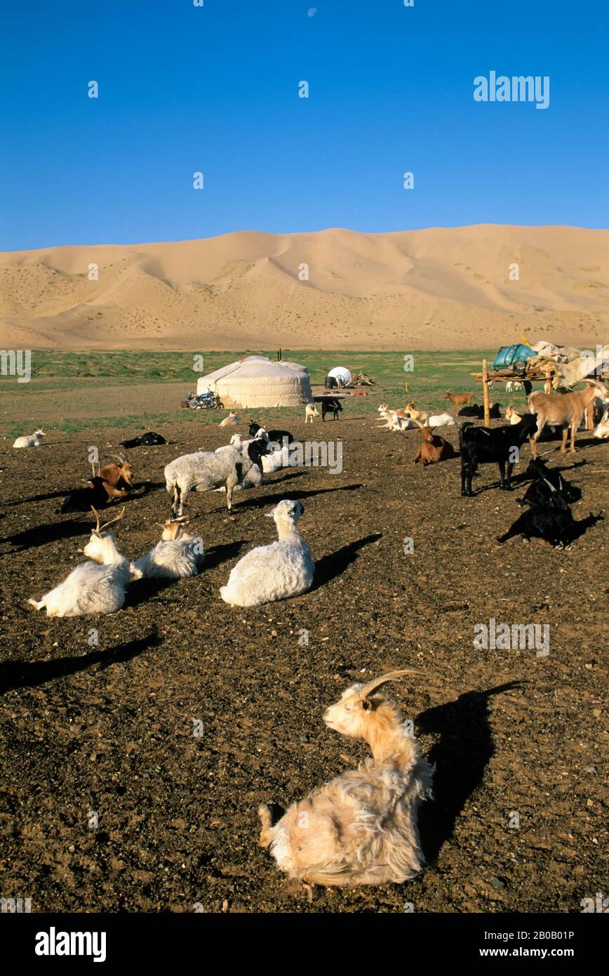 MONGOLIA, CERCA DE DALANZADGAD, DESIERTO DE GOBI EN KHONGORYN ELS (DUNAS DE ARENA), GER (YURT), CABRAS Y OVEJAS Foto de stock