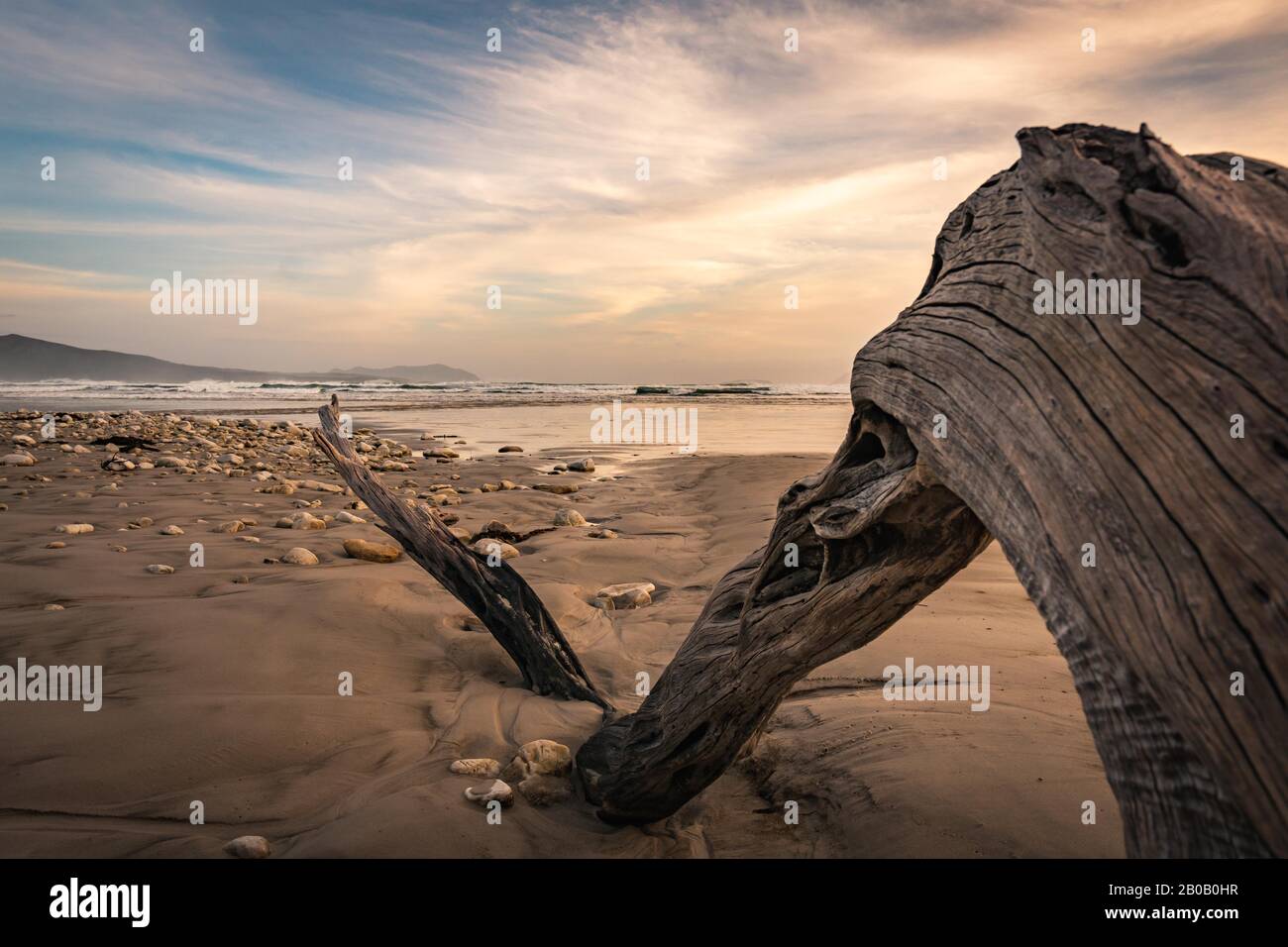 Driftwood en una playa solitaria Foto de stock