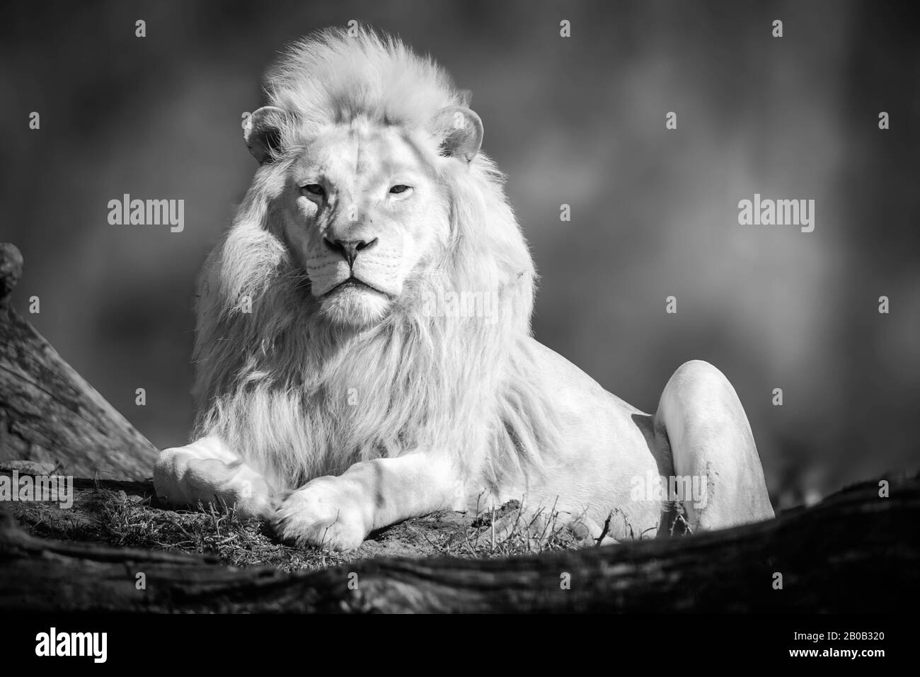 Foto en blanco y negro Del león blanco sentado en la selva. Foto de stock