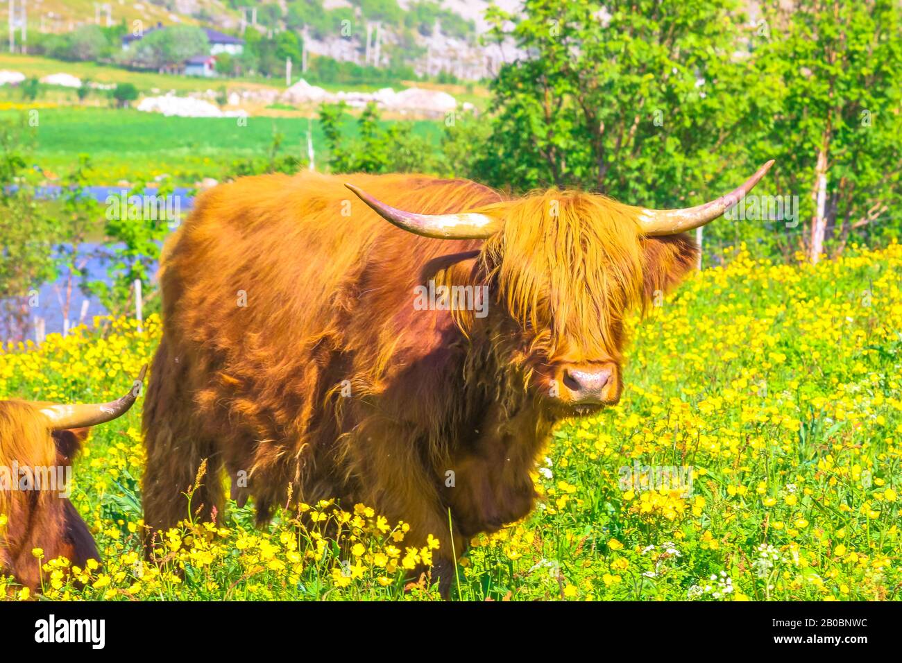 Primer plano del espécimen adulto de una vaca roja de las tierras altas de Escocia, sentada en un campo florido en primavera en el territorio de Noruega. Foto de stock