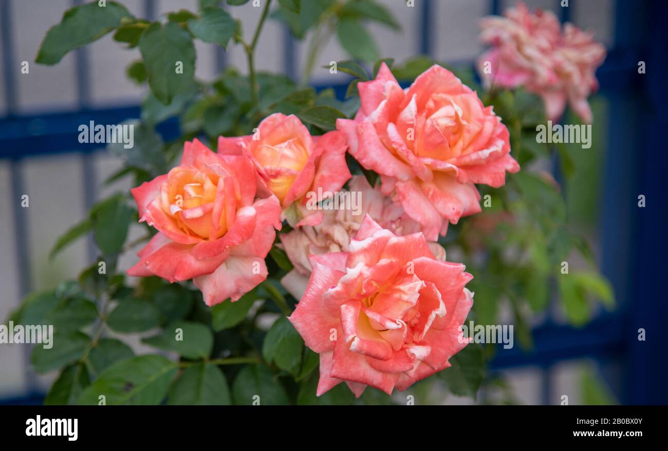 Esencias aromáticas foto de archivo. Imagen de rosa, amor - 47950540