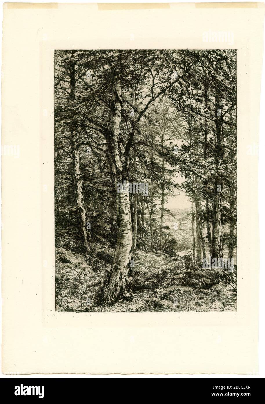 Charles Philip Slocombe, Untitled (paisaje del bosque), 1881, grabado en papel de color crema, 13 7/8 pulg. X 9 5/8 pulg. (35.24 cm x 24.45 cm Foto de stock