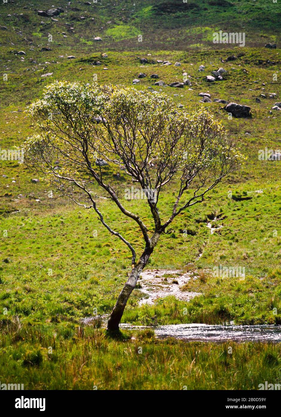Un árbol joven que se planta por un arroyo, Escocia, Reino Unido. Primavera/verano Foto de stock