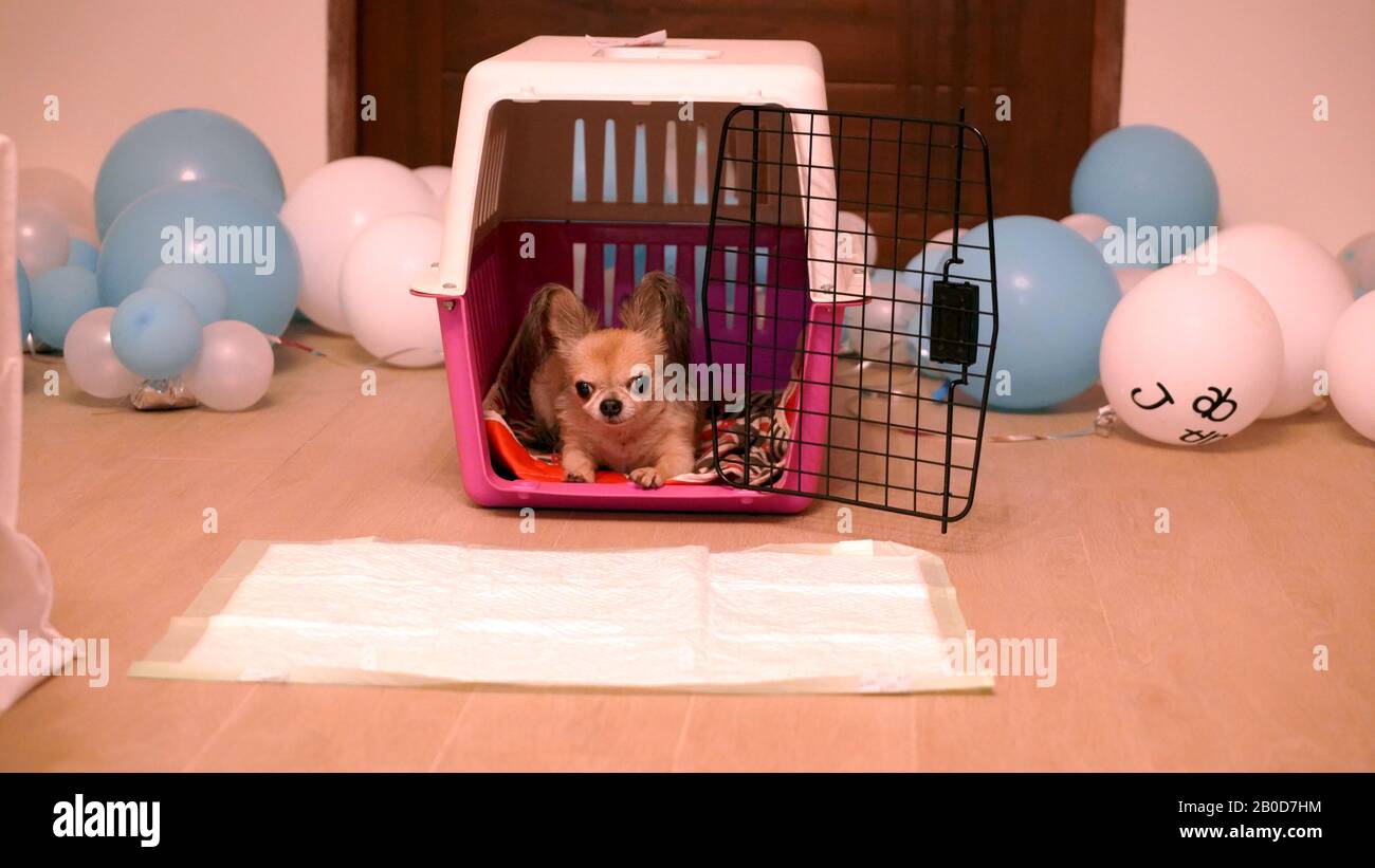 El perro pequeño de Chihuahua se sienta en la jaula con el pañal. Perro  colocado en el frente en la Sala de fiestas. Globos de colores en el fondo  Fotografía de stock -