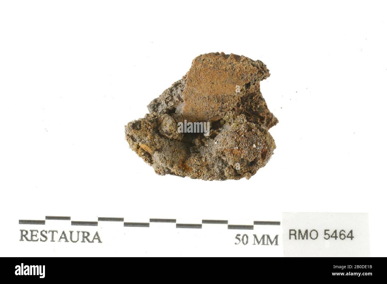 fragmento de clavo en fragmento de hueso corroído, fragmento de clavo en fragmento de hueso corroído, hierro Foto de stock