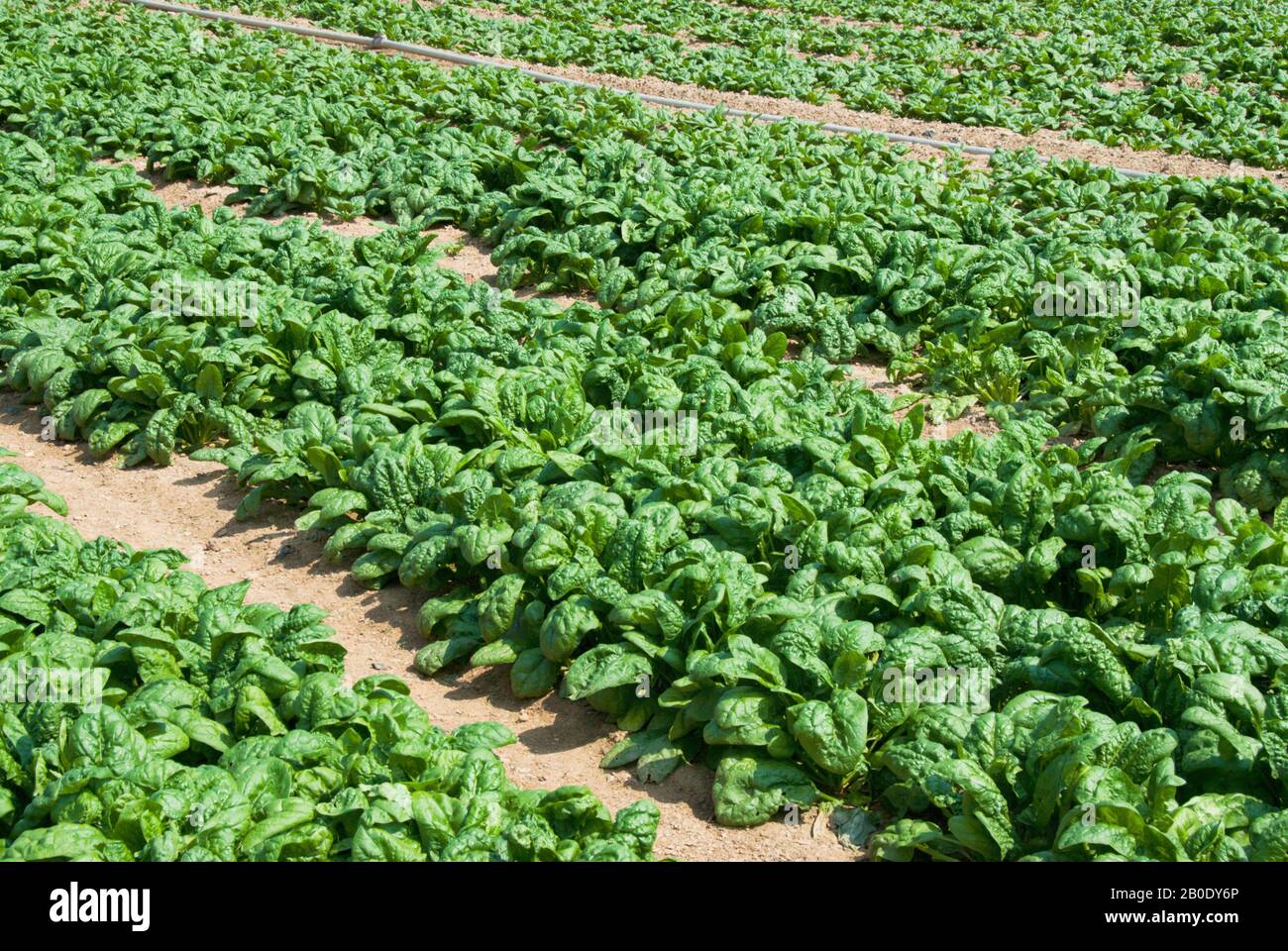 Cultivo de espinacas orgánicas listo para recoger en una granja orgánica en Maryland, EE.UU. Foto de stock