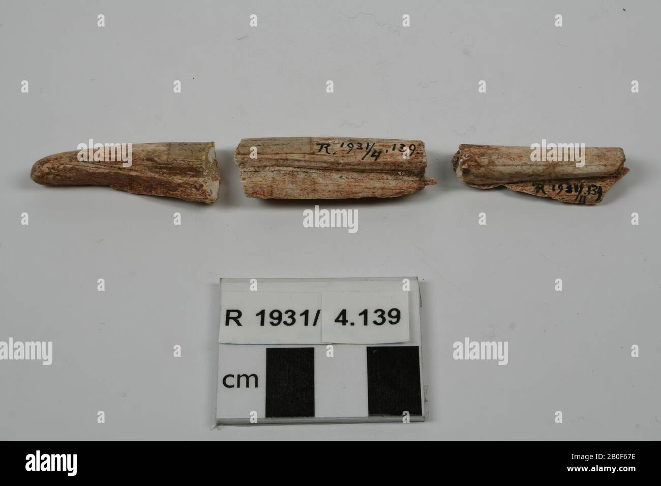 3 fragmentos de hueso procesado, pierna tratada, fragmento, orgánico, hueso, 4,4 x 1,7 cm, Francia, desconocido, desconocido, desconocido Foto de stock