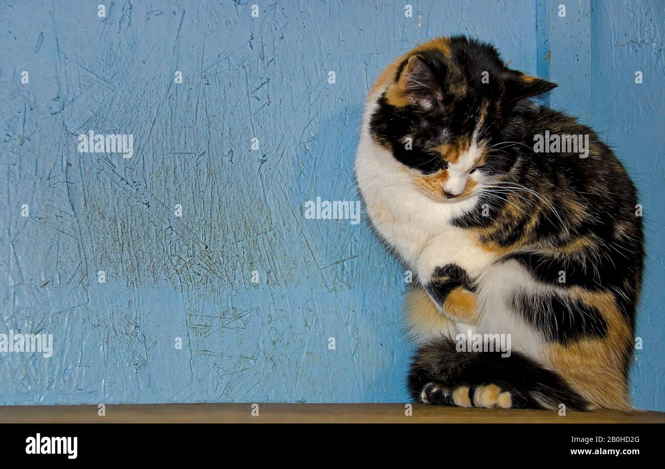 retrato de un tímido gato calico sobre una antigua cornisa de madera Foto de stock
