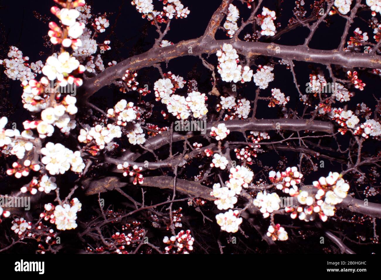 Primer plano cereza flor sobre fondo negro - imagen de stock. Brotes japoneses de sakura en flor en el cielo oscuro con espacio de copia. Foto de stock