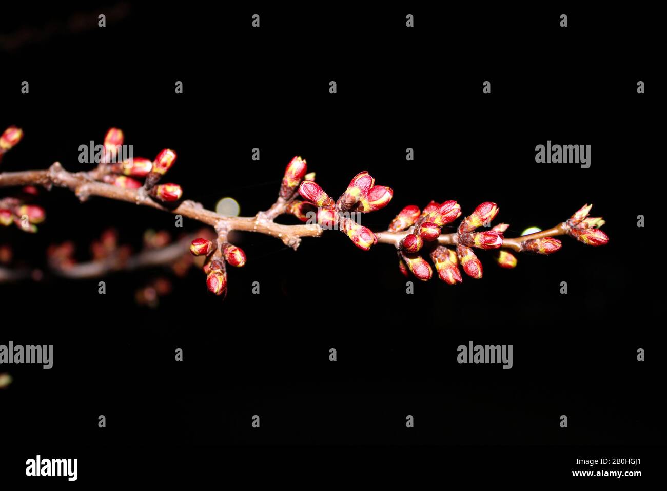 Primer plano cereza flor sobre fondo negro - imagen de stock. Brotes japoneses de sakura en flor y flores en el cielo oscuro con espacio de copia. Foto de stock