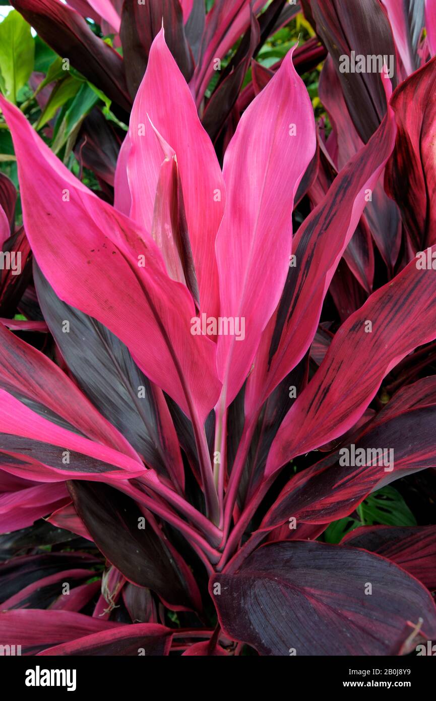 COSTA RICA, CERCA DE ARENAL, PLANTA CORDYLINE TERMINALIS CON HOJAS MAGENTA CORDYLINE TERMINALIS Foto de stock