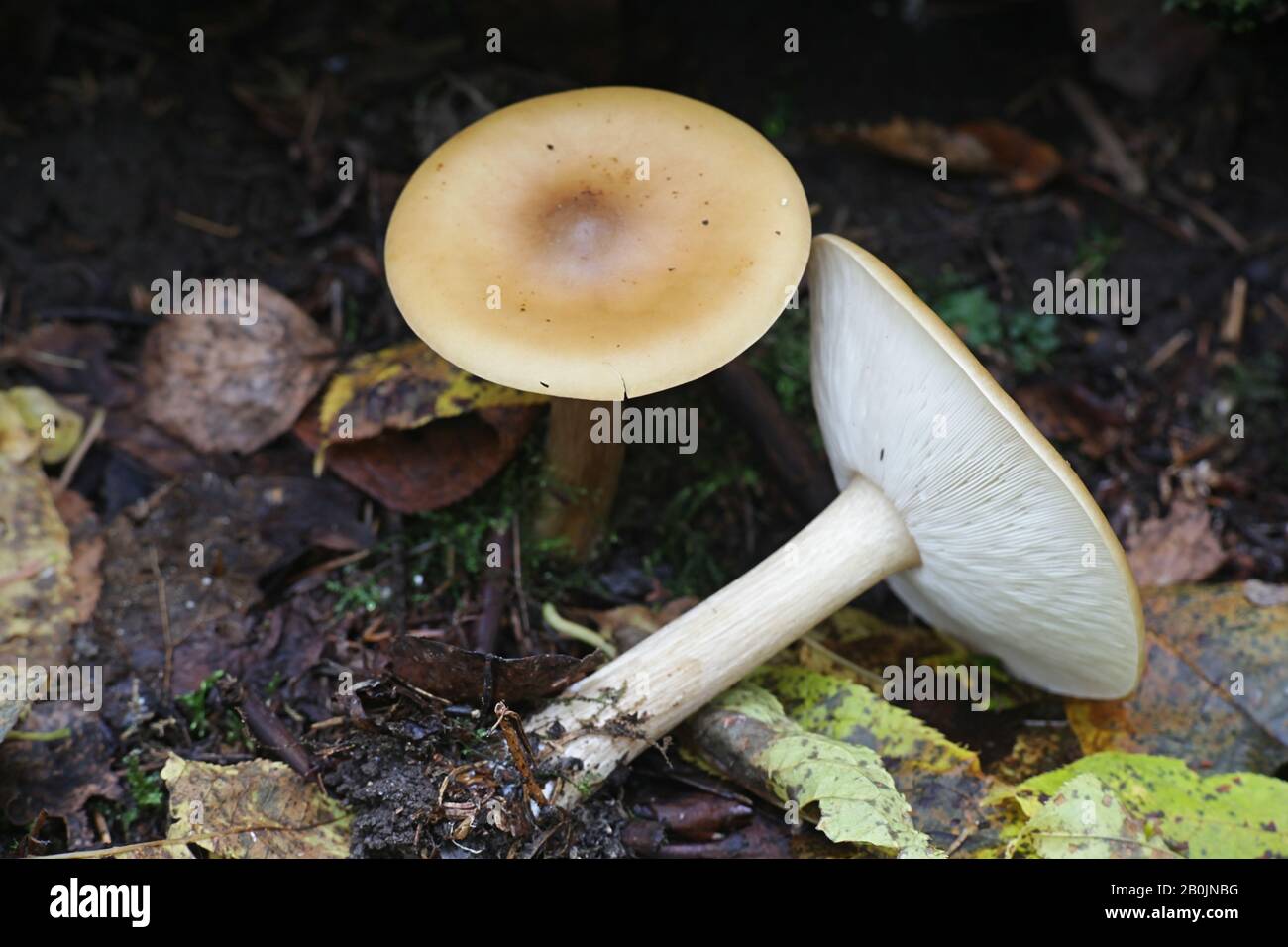 Melanoleuca cognata, comúnmente conocida como la caballeresca de primavera, hongo silvestre de Finlandia Foto de stock
