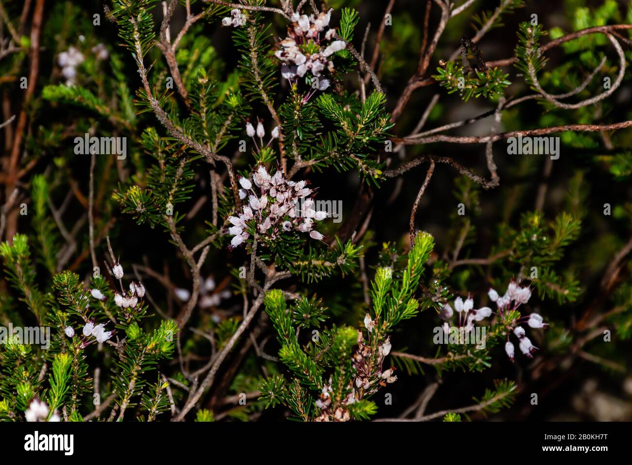 Primer plano de Erica multiflora pétalos de flores cubiertos por el rocío matutino tirado en libertad en el parque natural de Calanques en la cuenca mediterránea (Francia) Foto de stock