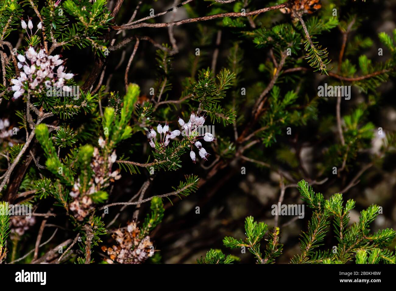 Primer plano de Erica multiflora pétalos de flores cubiertos por el rocío matutino tirado en libertad en el parque natural de Calanques en la cuenca mediterránea (Francia) Foto de stock