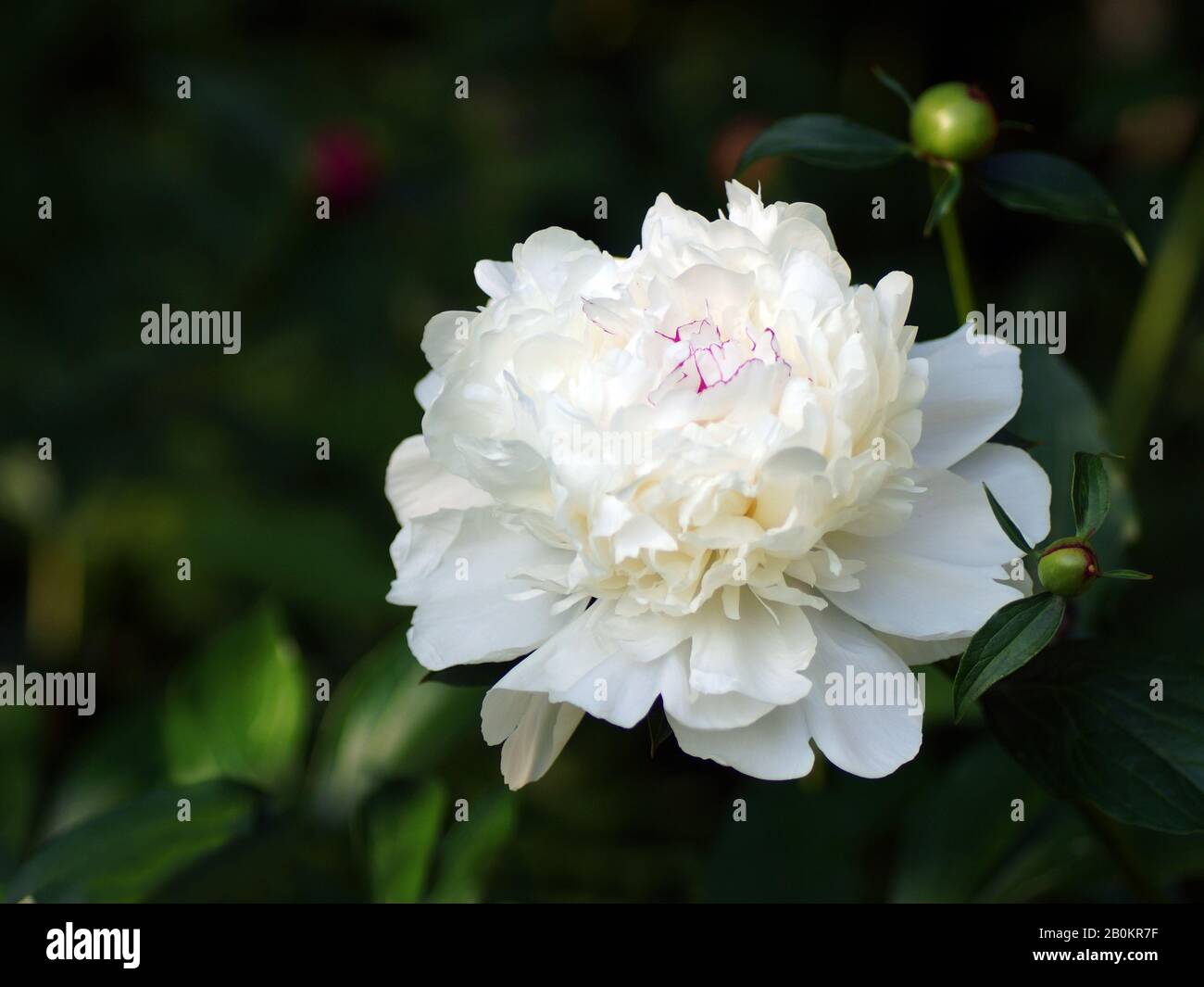 Peony Festiva Maxima. Doble peonía blanca. Paeonia lactiflora (Chino o peonía peonía jardín común). Foto de stock
