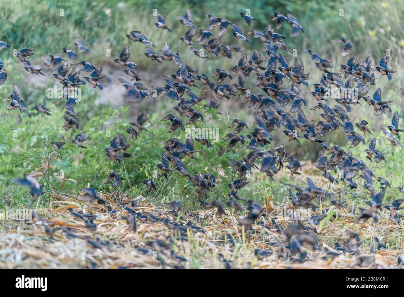 poco raan de katch, un lugar perfecto para ver la vida de las aves  exóticas, y reflexionar sobre el significado de la existencia!, aves  mágicas en el medio de la nada Fotografía