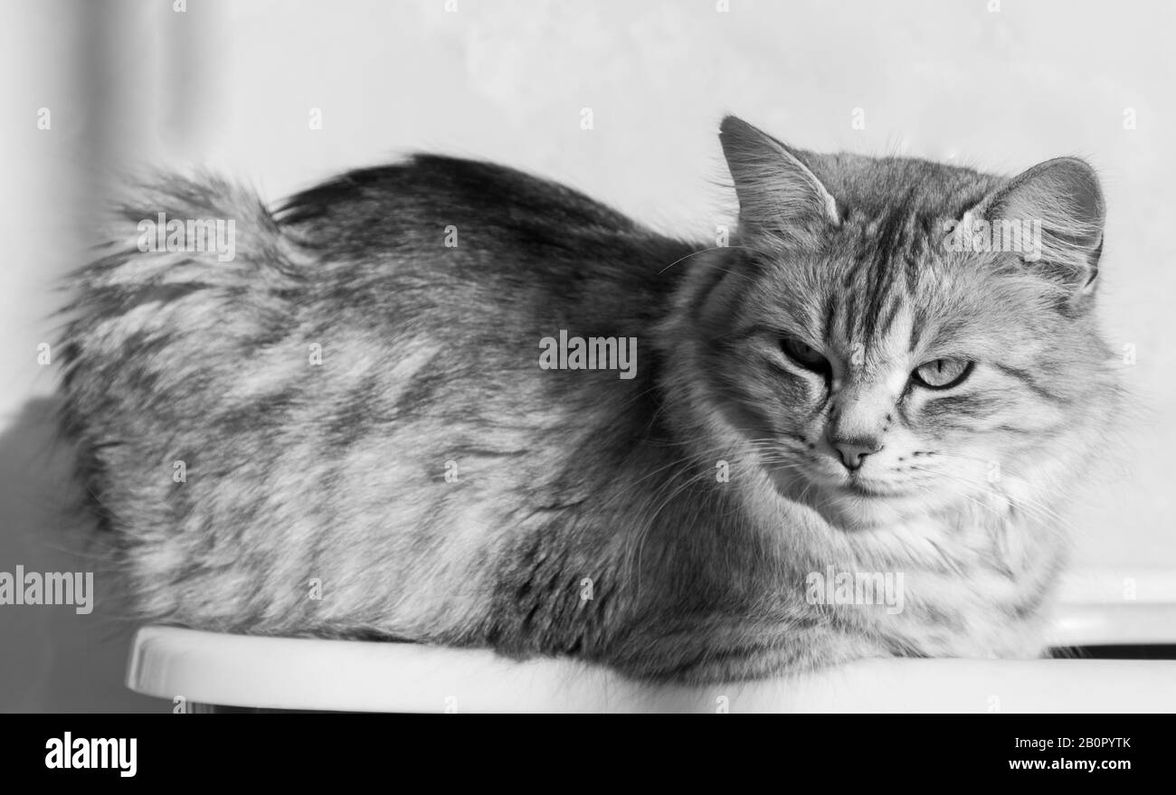 Gato de pelo largo en relajarse al aire libre. Mascota hipoalergénica, puré siberiano Foto de stock