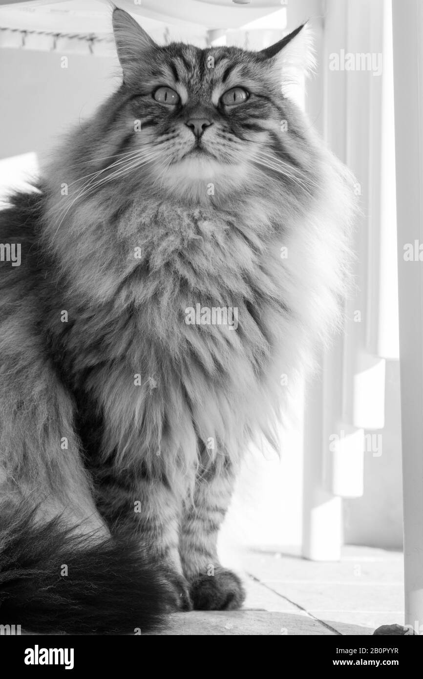 Gato de pelo largo en relajarse al aire libre. Mascota hipoalergénica, puré siberiano Foto de stock