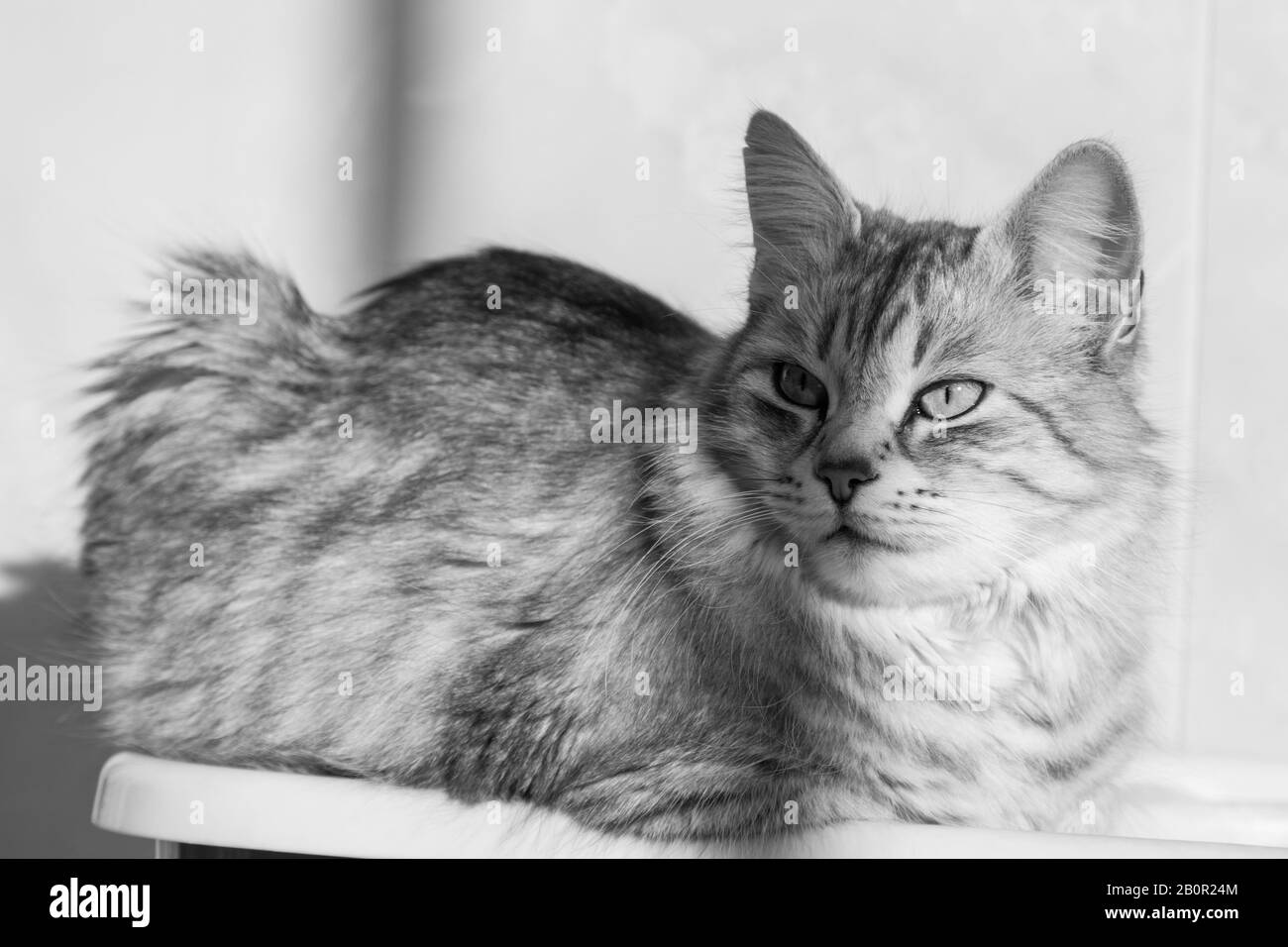 Gato de pelo largo en relajarse al aire libre. Mascota hipoalergénica, puré siberiano Foto de stock