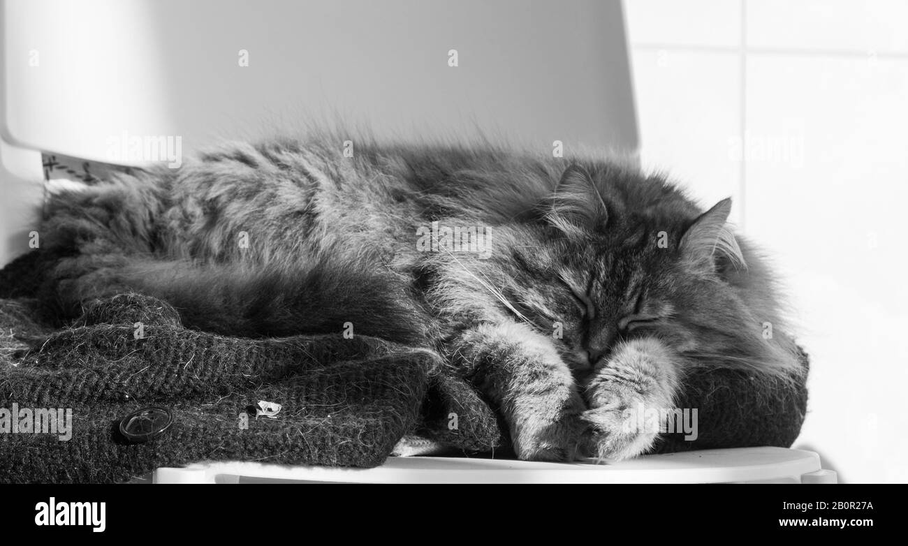 Gato de pelo largo en relajarse al aire libre. Mascota hipoalergénica, puré siberiano Foto de stock