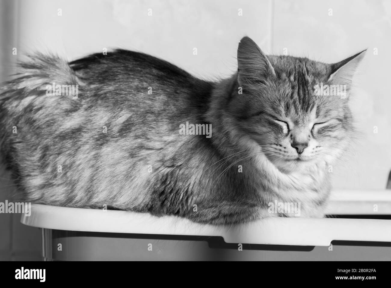 Gato de pelo largo en relajarse al aire libre. Mascota hipoalergénica, puré siberiano Foto de stock