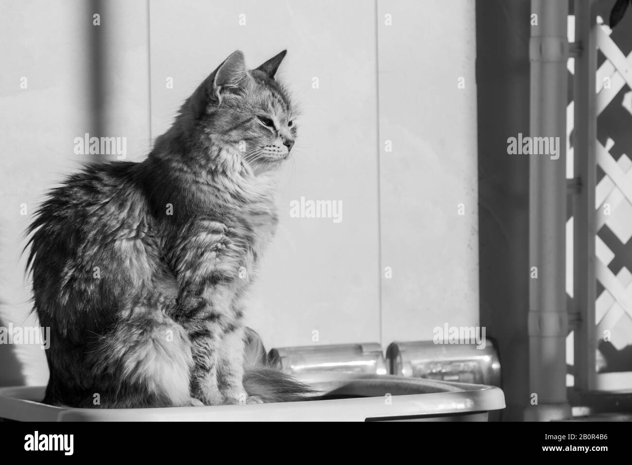 Gato de pelo largo en relajarse al aire libre. Mascota hipoalergénica, puré siberiano Foto de stock