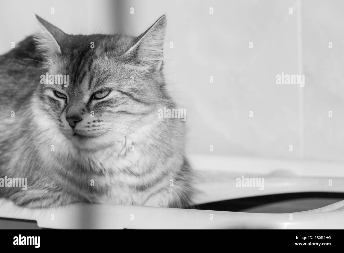 Gato de pelo largo en relajarse al aire libre. Mascota hipoalergénica, puré siberiano Foto de stock