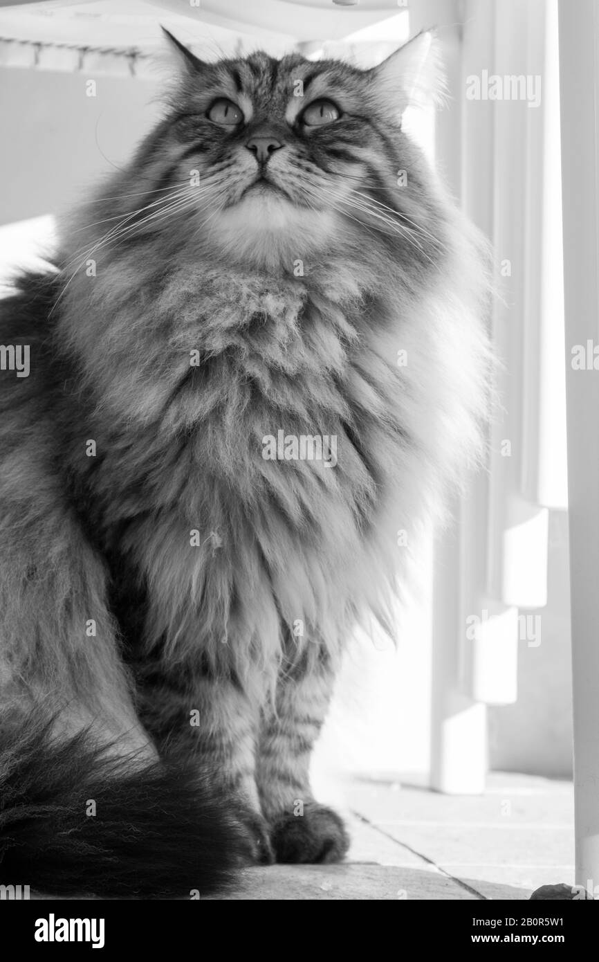 Gato de pelo largo en relajarse al aire libre. Mascota hipoalergénica, puré siberiano Foto de stock