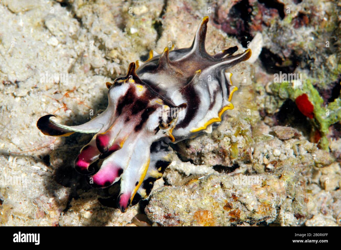 Pez Leta Flamígero, Metasepia Pfefferi, Kapalai House Reef, Kapalai, Malasia Foto de stock