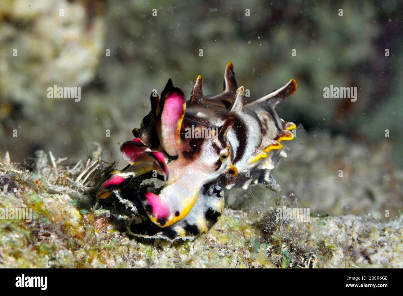 Pez Leta Flamígero, Metasepia Pfefferi, Kapalai House Reef, Kapalai, Malasia Foto de stock