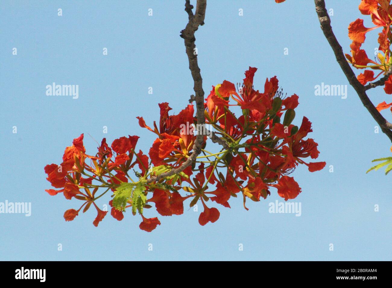 Ramo natural de flores de árbol de fama de color rojo brillante de una rama  Fotografía de stock - Alamy