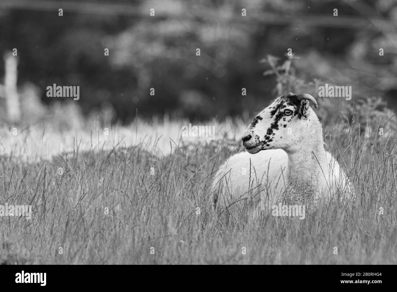 Una oveja sabia y vieja sentada en un prado en blanco y negro Foto de stock