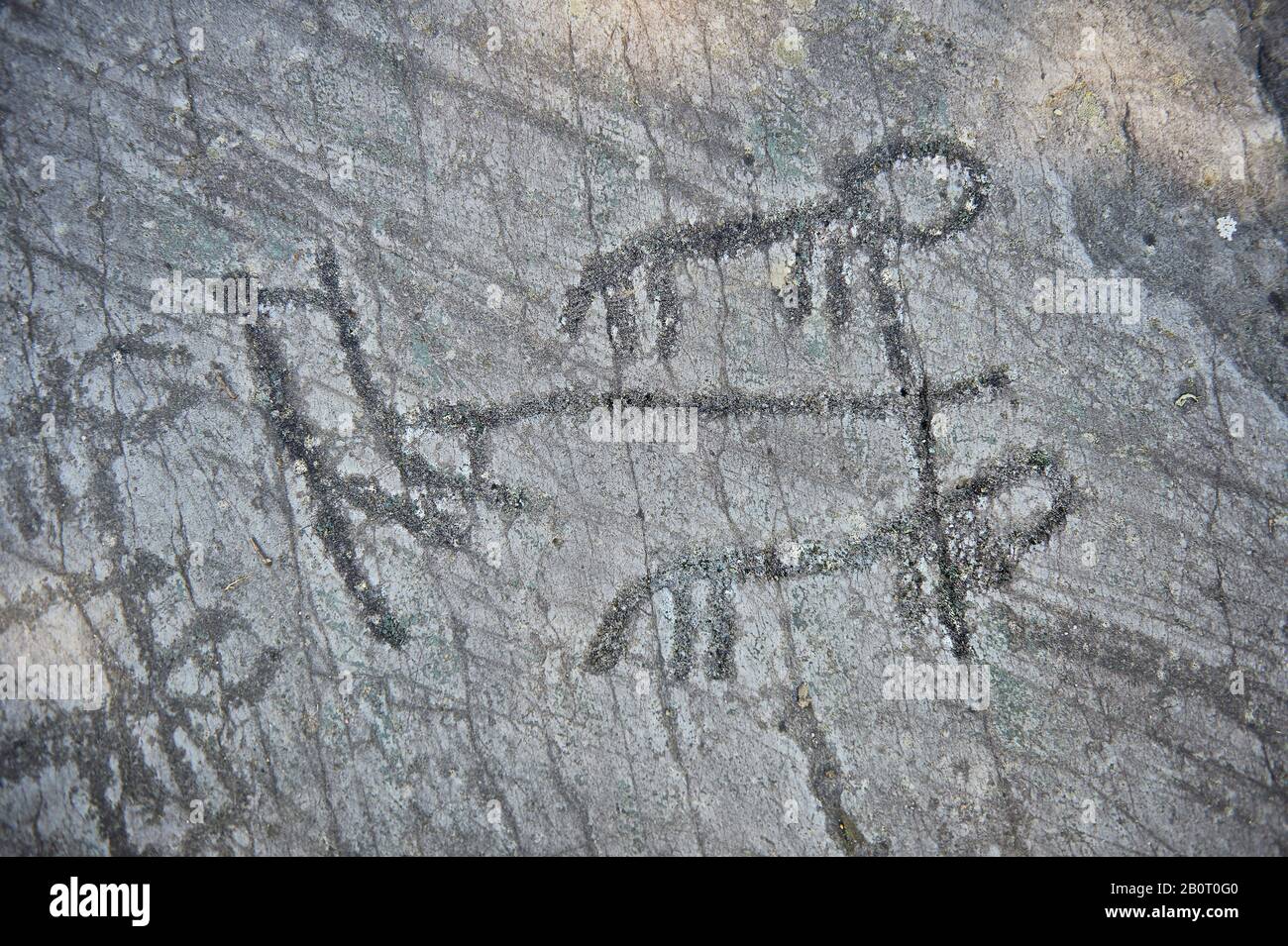 Petroglifo, escultura esquemática en roca, de arar usando 2 animales y figuras esquemáticas sosteniendo un arado vertical que se curva hacia adelante en el fondo Foto de stock