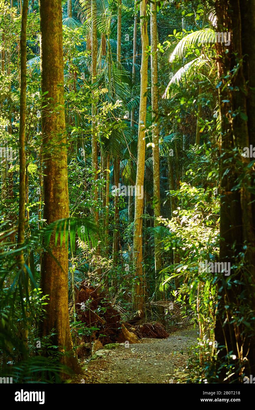 Camino en la selva tropical, Australia, Queensland, Mary Cairncross Scenic Reserve Foto de stock