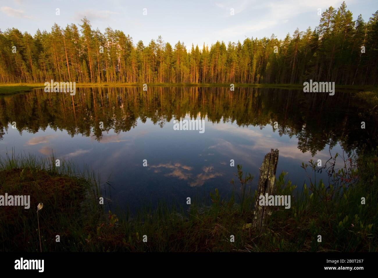 Bosque y lago boreal de Taiga, Finlandia Foto de stock